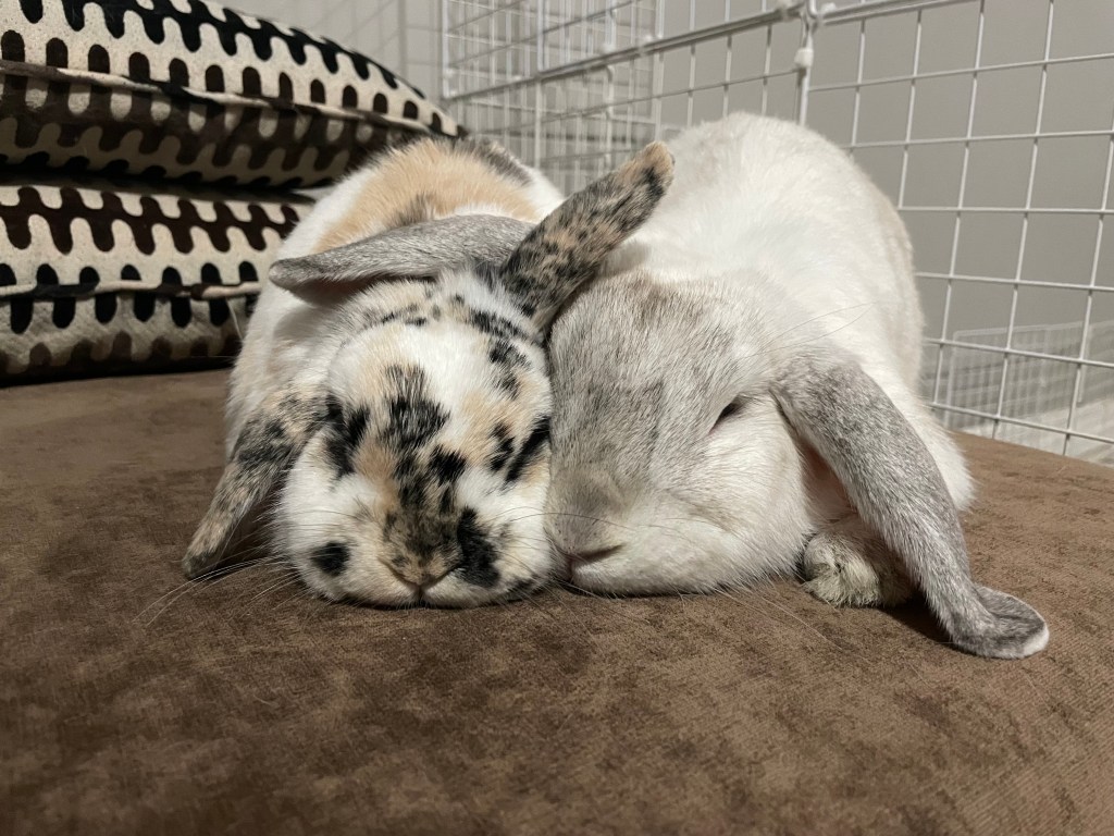Lindsey-Anne's snuggle bunnies snuggling, Willow and Baloo